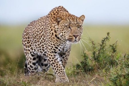 Hindistanda leopard kişini parçaladı