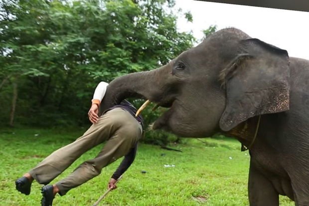 Safaridə dostlarından ayrılan turist filin ayaqları altında öldü