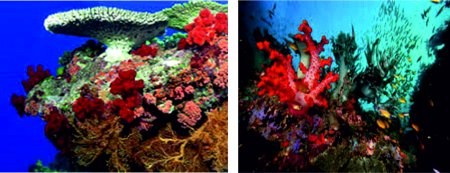 Okeanlarda olan korall rifləri