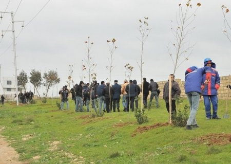 Abşeron rayonunda ötən il 61 min ağac əkilib