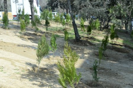 Nəsimi rayonunda 500-dən artıq müxtəlif növ həmişəyaşıl ağac əkilib