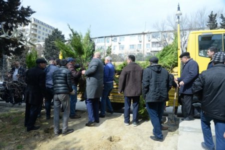 Nəsimi rayonunda 500-dən artıq müxtəlif növ həmişəyaşıl ağac əkilib
