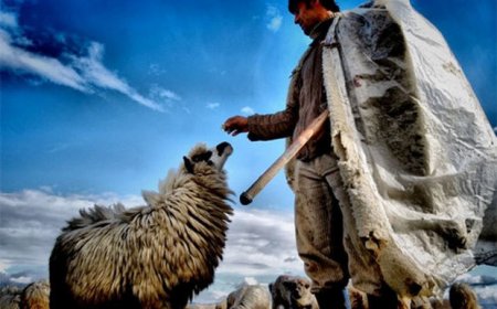 Çoban işlədiyi fermanın mal-qarasını oğurladı