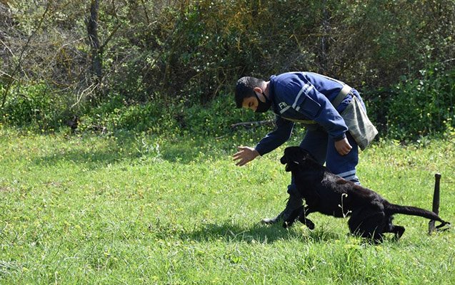 ABŞ Azərbaycana 10 minaaxtaran it verdi