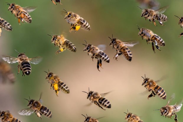 Bal arıları da xəstəlik zamanı sosial məsafəyə riayət edir