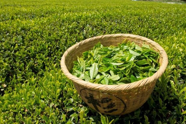 Yaponiyada bir kiloqram çay 30 min manata satıldı