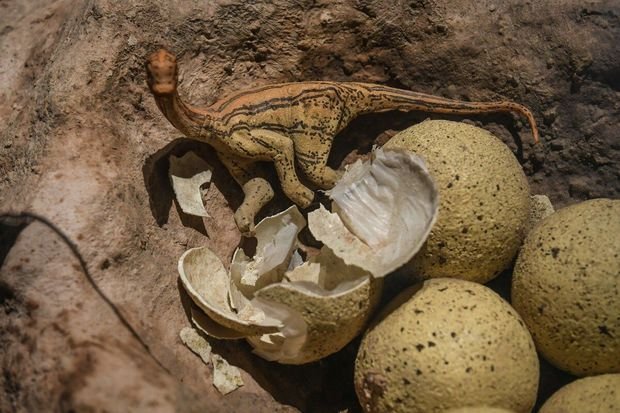 Yaponiyada dinozavr yumurtalarının qalıqları aşkar edilib