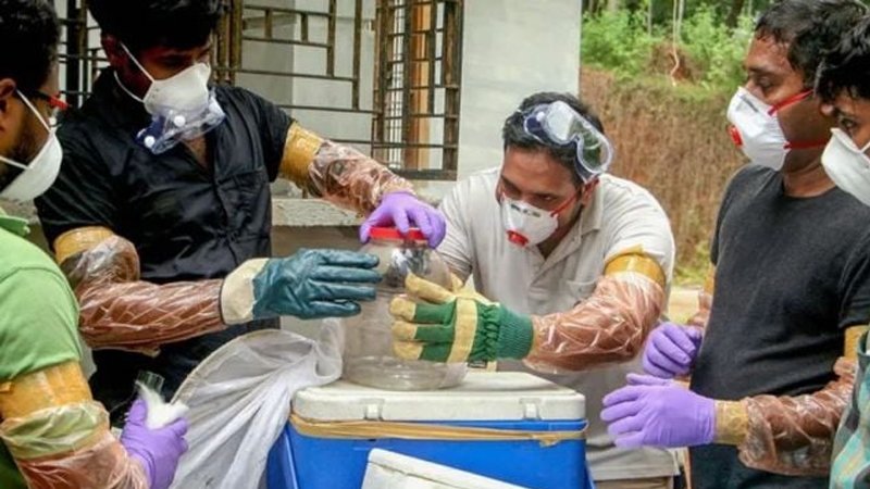 Növbəti epidemiya təhlükəsi: Nipah virusu nə qədər təhlükəlidir? 