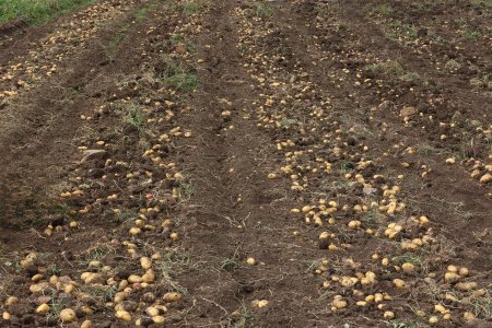 “AzerGold” QSC tərəfindən icra edilən “Daşkəsən rayonunda kartofçuluq təsərrüfatının inkişafına dəstək” layihəsi uğurla sona çatıb