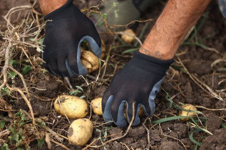 “AzerGold” QSC tərəfindən icra edilən “Daşkəsən rayonunda kartofçuluq təsərrüfatının inkişafına dəstək” layihəsi uğurla sona çatıb