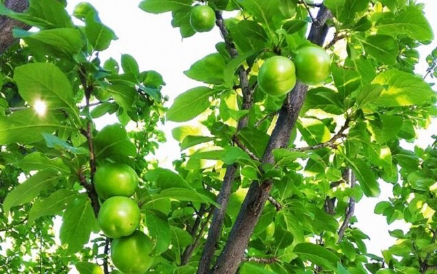 Bığırda daha bir nəfər ağacdan yıxılıb öldü