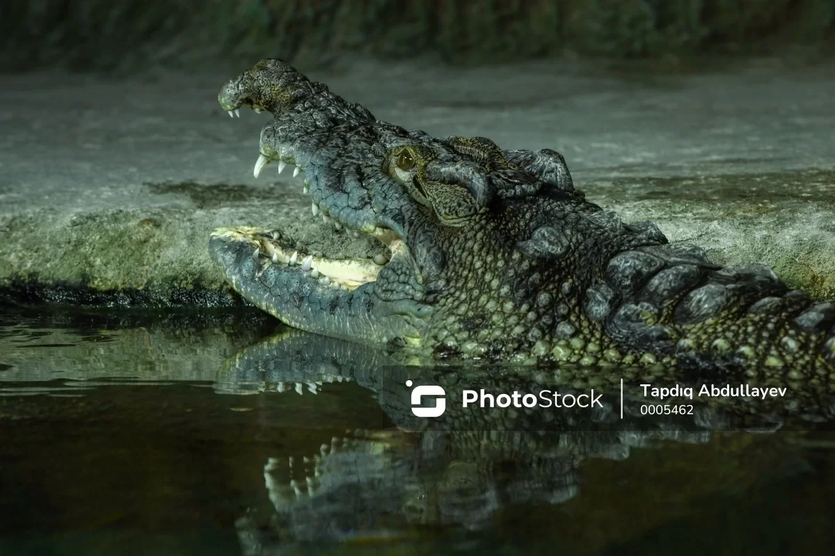 Zambiyada timsah on yaşlı şagirdi parçaladı