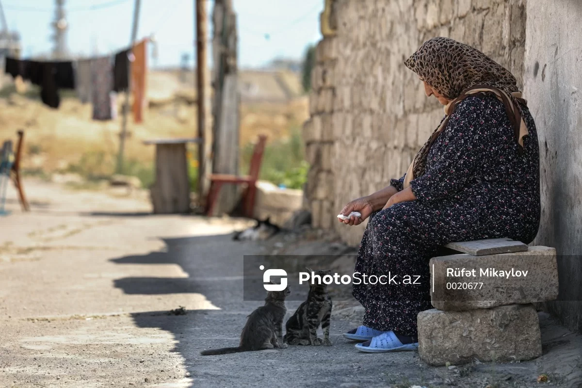 Pişiklə danışmaq normaldır? - Psixiatrdan maraqlı açıqlama